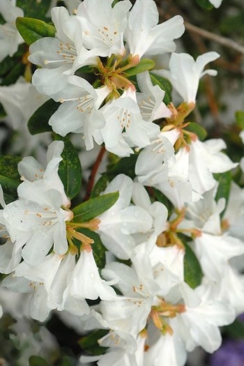 Рододендрон Дора Аматейс|Rhododendron ’Dora Amateis’|Рододендрон Дора Аматейс